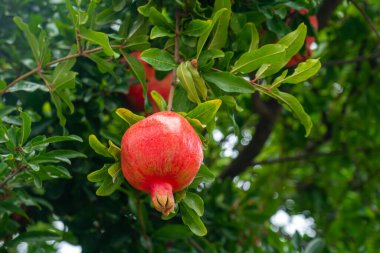 Bahçedeki ağaç dalında olgun kırmızı nar meyvesi. Meyve.