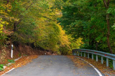 Sonbaharda yol boyunca çok renkli yapraklara sahip ağaçlar. Kırsal