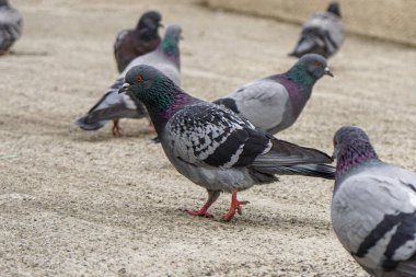 Halka açık bir parkta güvercinler ve güvercinler. Kuşlar