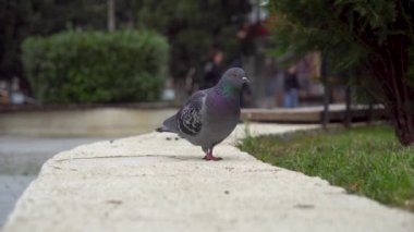 Parkta bir güvercin yürüyor. Güvercinler gün boyunca yeşil çimlerin yanına taşınır. Açık hava.