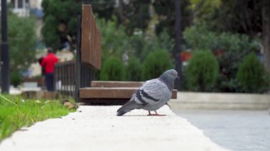 Parkta bir güvercin yürüyor. Güvercinler gün boyunca yeşil çimlerin yanına taşınır. Açık hava.