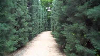 Tiflis şehir parkındaki güzel ladin sokağı. Doğa