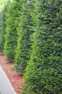 Yeşil köknar, arka planda bir sıra, görüntü. Doğa