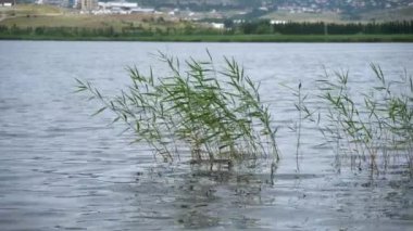 Tiflis, Gürcistan 'daki Lisi Gölü dinlenme alanındaki kazı tesisi.