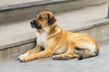 Kırmızı evsiz köpek sokakta yatıyor, Hayvanlar.