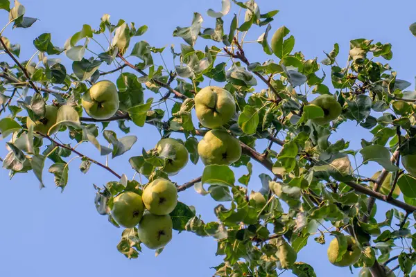 Ağaçta armutlar, sağlıklı yiyecekler, meyveler.