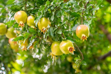 Bahçedeki ağaç dalında nar meyvesi. Meyve.