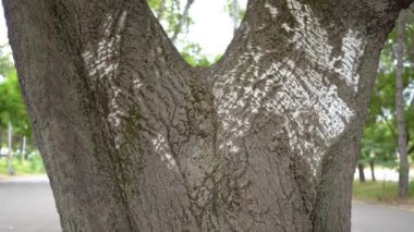 Yeşil güzel ağaç dalları ve yemyeşil yapraklar, doğa.