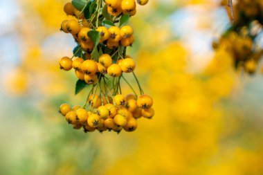 Fire thorn with yellow Pyracantha fruits in autumn. Nature clipart