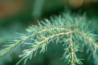 Yeni bir çam ağacının dalına yakın çekim. Yeşil iğneler. Flora.
