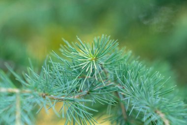 Yeni bir çam ağacının dalına yakın çekim. Yeşil iğneler. Flora.