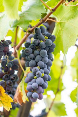 Üzüm bağında kırmızı şarap üzümü, meyve.