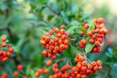 Sonbaharda kırmızı Pyracantha meyveli ateş dikenleri. Doğa