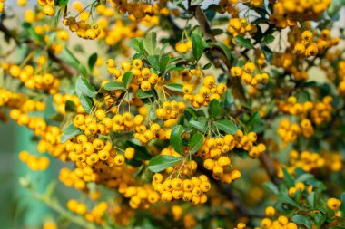 Sonbaharda sarı Pyracantha meyveli ateş dikenleri. Doğa