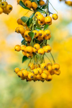 Fire thorn with yellow Pyracantha fruits in autumn. Nature clipart