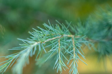 Yeni bir çam ağacının dalına yakın çekim. Yeşil iğneler. Flora.