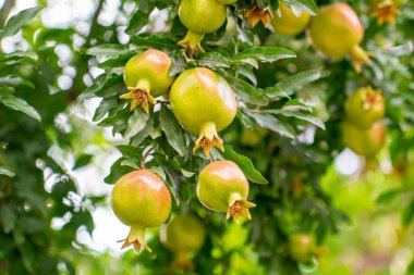 Bahçedeki ağaç dalında nar meyvesi. Meyve.
