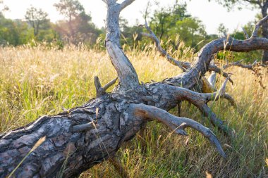 Dried pine tree in a field, public park, Lisi Lake area. Nature clipart