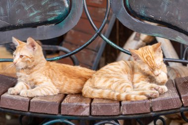 Turuncu kediler yan yana bir bankta uyurlar. Hayvanlar