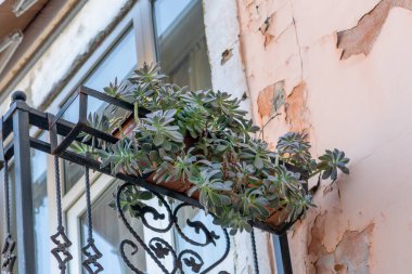 Eski balkondan sarkan sulu bitki. Flora.