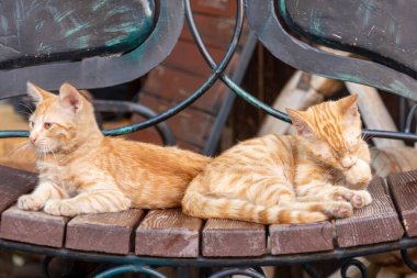 Turuncu kediler yan yana bir bankta uyurlar. Hayvanlar