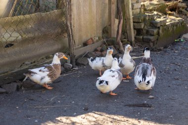 Evcil ördekler. Bahçedeki beyaz kuşlar. Evcil kuşlar