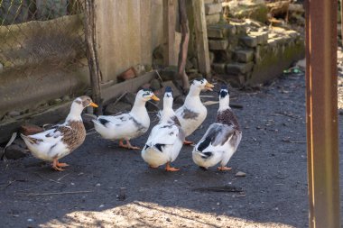 Evcil ördekler. Bahçedeki beyaz kuşlar. Evcil kuşlar