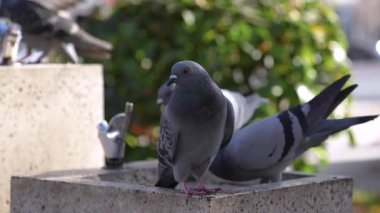 Güvercinler parktaki bir çeşmeden su içmeye çalışırlar. Hayvanlar