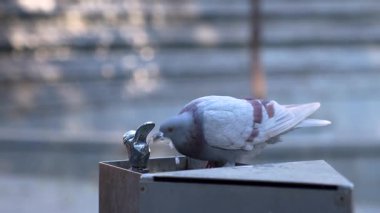 Güvercin parktaki bir çeşmeden su içmeye çalışıyor. Hayvanlar