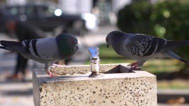 Güvercinler parktaki bir çeşmeden su içmeye çalışırlar. Hayvanlar