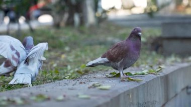 Güvercin parkta yürüyor. Dove Sokağı 'ndaki tüylü kuş. Hayvanlar