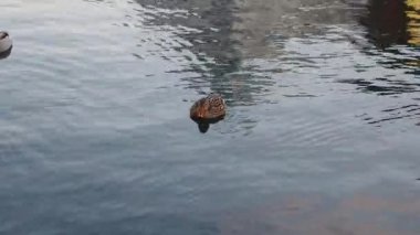 Vahşi ördekler kış boyunca suda yüzerler. Nyhavn