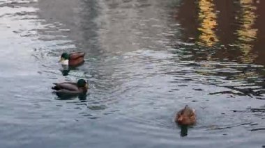 Vahşi ördekler kış boyunca suda yüzerler. Nyhavn