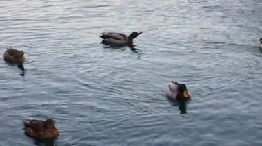 Vahşi ördekler kış boyunca suda yüzerler. Nyhavn