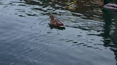 Vahşi ördekler kış boyunca suda yüzerler. Nyhavn