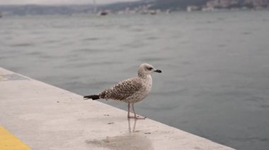 Boğaz 'ın kıyısında bir martı oturmaktadır. Hayvanlar
