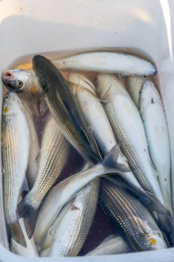 Plastik bir kutuda taze yakalanmış kefal balığı. Balıkçılık