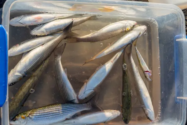 Plastik bir kutuda taze yakalanmış kefal balığı. Balıkçılık