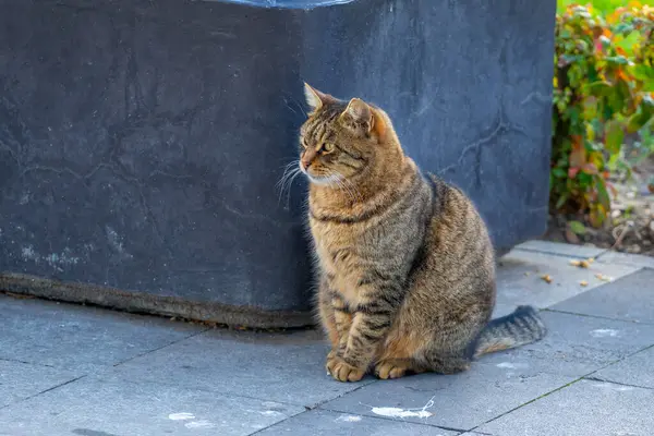 Bir kedi sakince kaldırımda oturur, insanları izler. Hayvan.