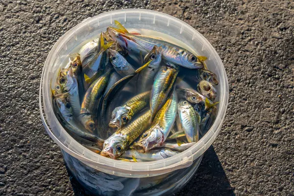 Satılığa hazır sepetteki taze balıklar. Sokak pazarı