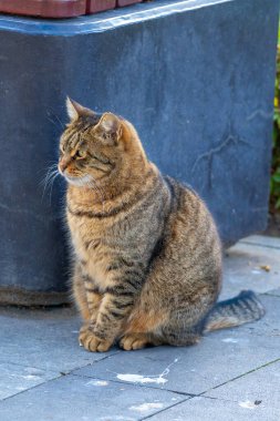 Bir kedi sakince kaldırımda oturur, insanları izler. Hayvan.
