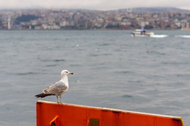 Boğaz 'ın kıyısında bir martı oturmaktadır. Kuş.