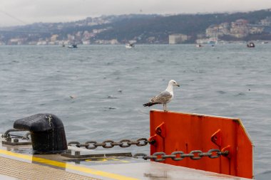 Boğaz 'ın kıyısında bir martı oturmaktadır. Kuş.