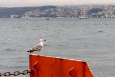 Boğaz 'ın kıyısında bir martı oturmaktadır. Kuş.