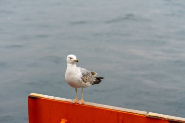 Boğaz 'ın kıyısında bir martı oturmaktadır. Kuş.