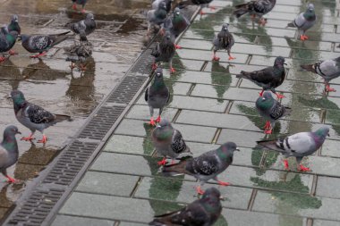 Yağmurlu bir kaldırımda bir güvercin sürüsü. Kuşlar