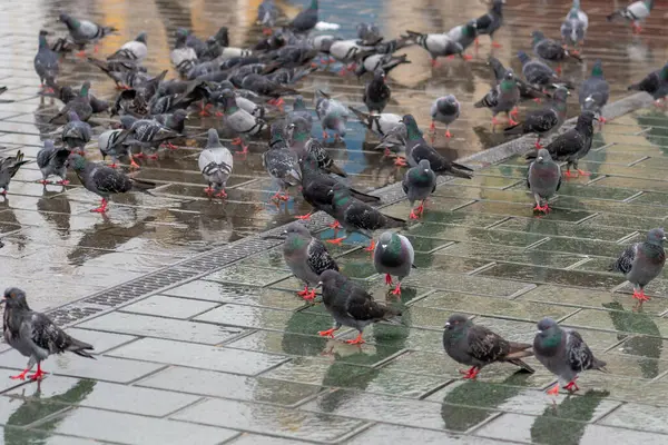 Yağmurlu bir kaldırımda bir güvercin sürüsü. Kuşlar