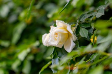 Parkta açan sarı güzel güller. Doğa