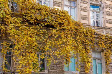 Karakteristik balkonları olan yaşlı Tiflis. Tiflis 'te renkli bir sonbahar. Seyahat