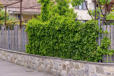 Kaldırımın yanındaki yeşillikle kaplı eski ahşap bir çit. Açık hava.